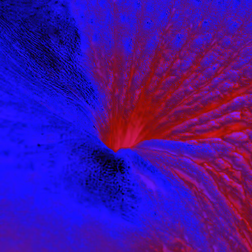 Item #38748192286267356930689689992324455160612969586483070519053316869852728655873 Media