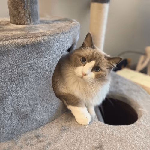 Untitled Collection #87952842