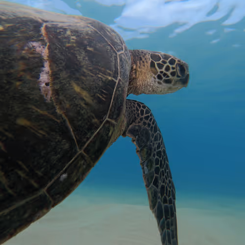 Teddy_Peligro Collection