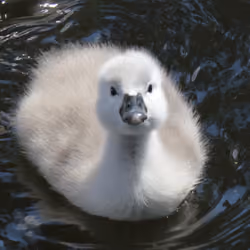 little swanling