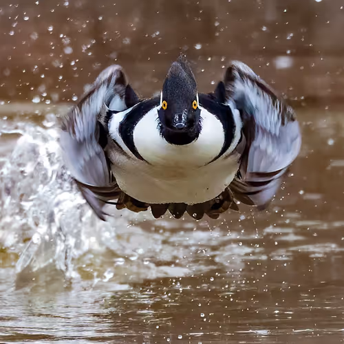 KurtYozefWagle Collection