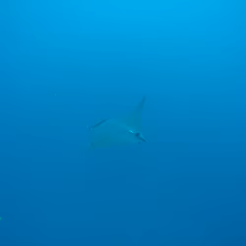 Sea Collection V3