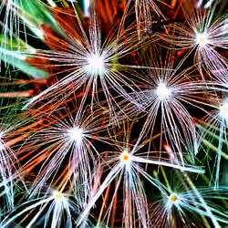 Fireworks on the Dandelion