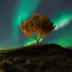 The Phylo Collection: Ultra-Rare