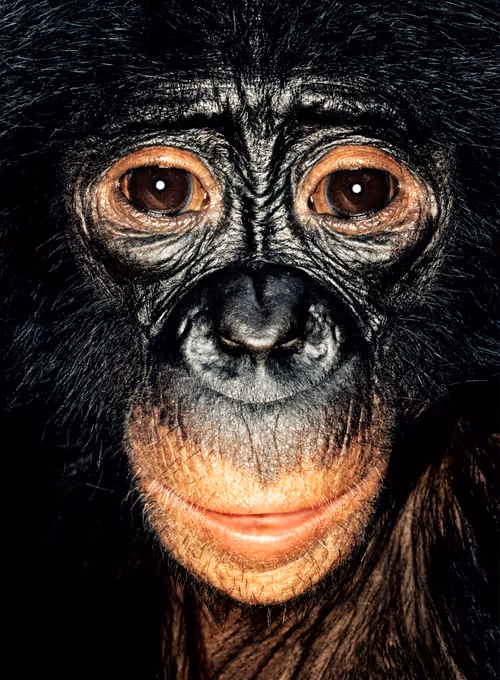 Item #109162157552346088047496633038404394118504199992061596446112929759061803532289 Media