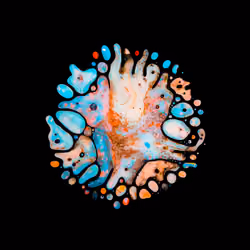 Haematopoiesis #177