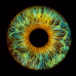 Colorful IRIS #19
