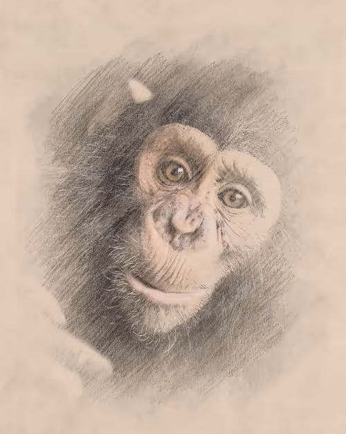 Item #38775667772334495200431258381610230883296000587885911426312875872581098405889 Media