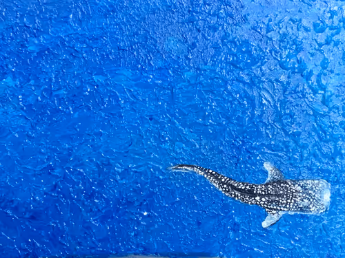 DeepDetail Collection