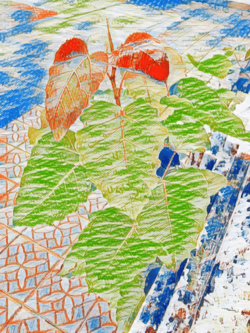 Item #69261177602478584146078213691104273677815526894191982293268527806764837502977 Media