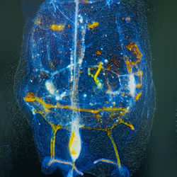 T-414 Traustedtiamultitentaculata