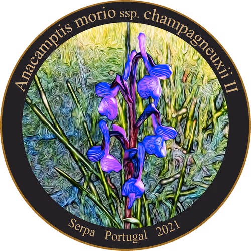 Item #83346383481971607988729477170446348570292642791419063456680174215473064312833 Media