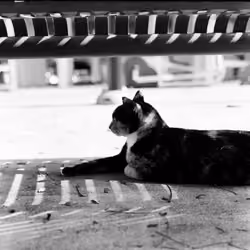 In the Shade, Street Cat. Philip Wong Photography on Bronica