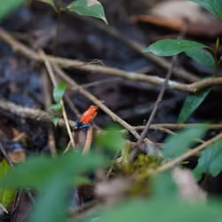 Poison Dart Frog