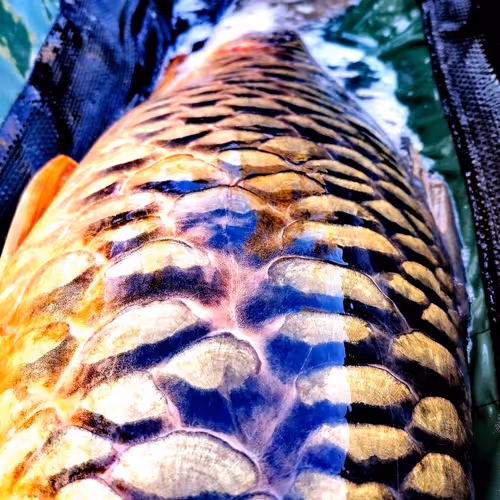 Vi_k_t_or Collection