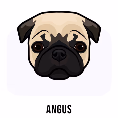 Angus The Pug