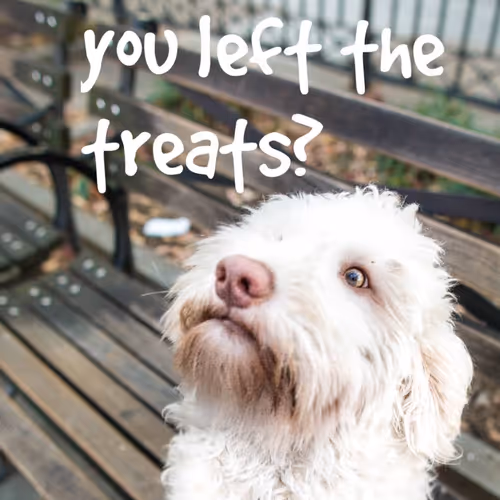 Thatdoggolife