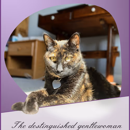 Angie The Cat