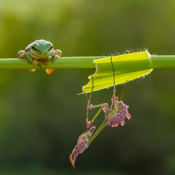 frog and mantis