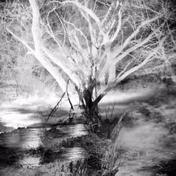 Tree By The Pond #8