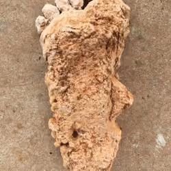 Foot