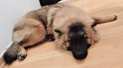 Item #31162040444534190828371582239464133618123531602115762581247895306622973509633 Media