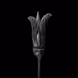 flower on black 2