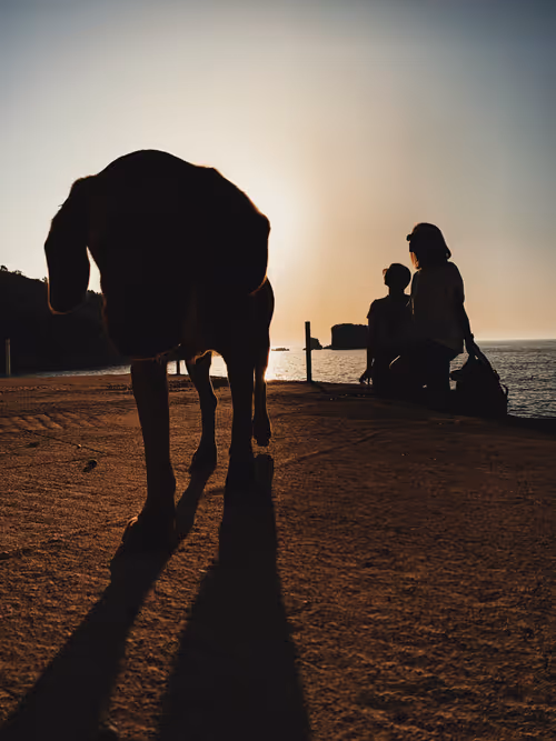 Item #17491933445981950493603605201939822143200868578689851698191638434510473789450 Media