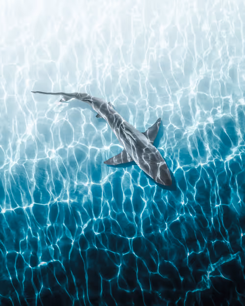 Item #83054766924673444604816267722836446190314772138657067753201581542002263064577 Media