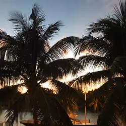 Palms