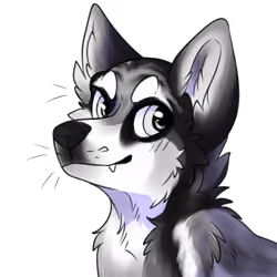 Sly Dog