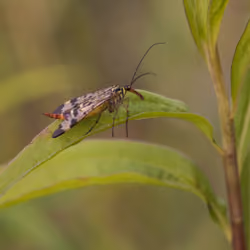 Scorpionfly - Panorpa Communis