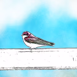 Tree Swallow #001