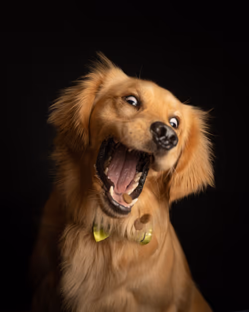 Item #3145360531430904933495942820931552338028161050553888084454697295800164155393 Media