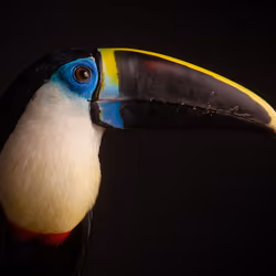 Toucan by Guillermo Ossa 
