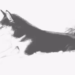 Huskey