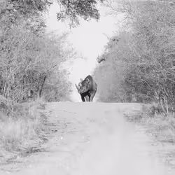 Lonesome Bull