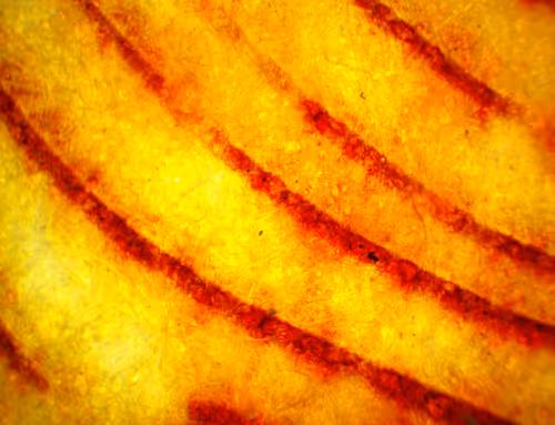 Item #71646257518770613568983710813551014237803002136866425209291834274783703334913 Media