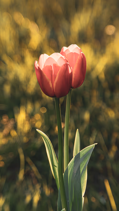 Item #61140817841535323188943582947873458398896939162862574355994582733730948841473 Media