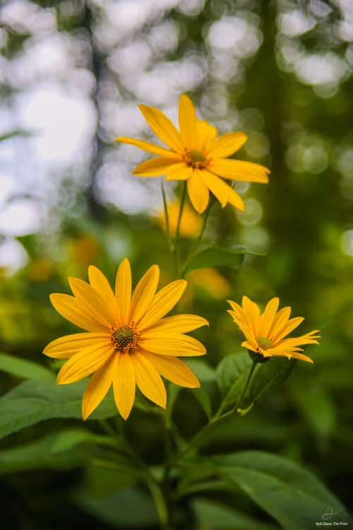 Item #99336931045118591179229277563364267631006438606699611254274404951711870353409 Media