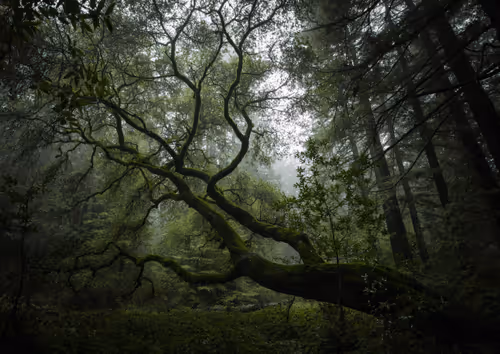 Item #31788909356613404137048829070137069187400346678612286943977180886160241590273 Media