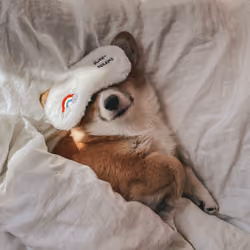 Lazy Morning