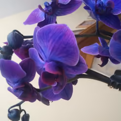 Midnight Orchids