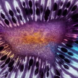 Abstract Kiwi 99