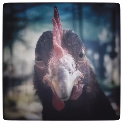 Item #115063816418514951154258762127288984100481774672699272562835740878034991841281 Media