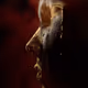 GoldenTears