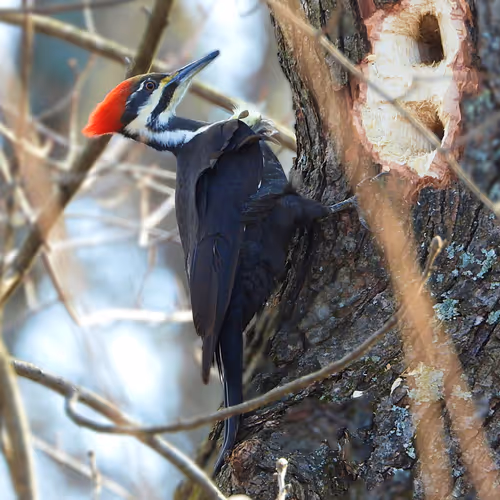 Pileated Woodpecker - Fantastic Feathered Females