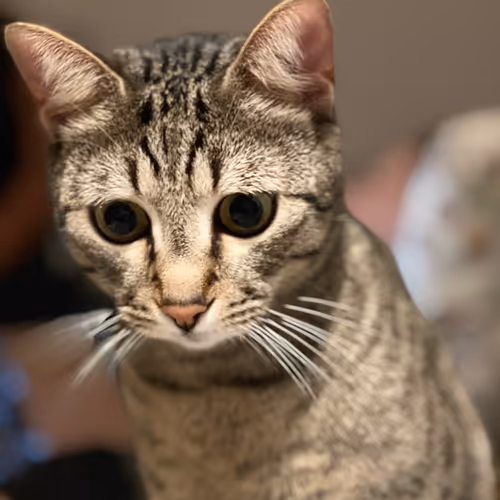 Untitled Collection #36044194