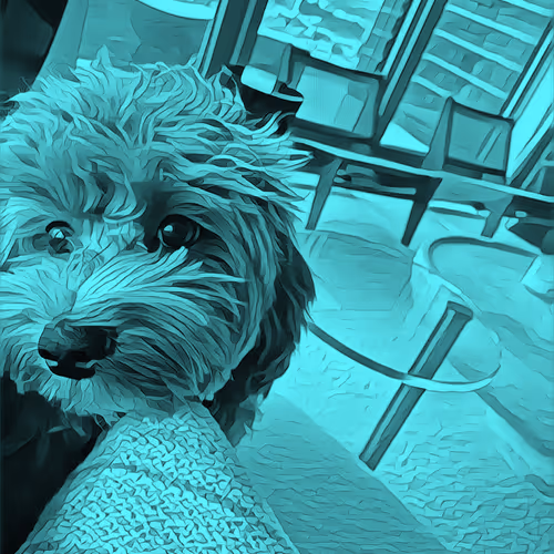 Metaversemaltipoo