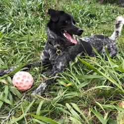 A Dog name Nemo, very rare color